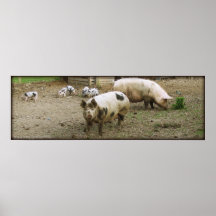 The pigs of Pevensey Castle. Poster