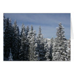 The Pines of Aspen cards