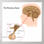 The pituitary gland Poster