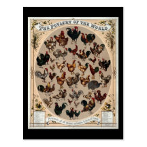The poultry of the world postcard
