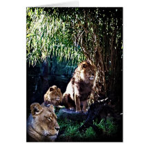 The Pride, greeting card