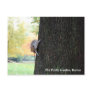The Public Garden, Boston Postcards