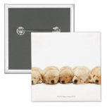 The puppies of the golden retriever buttons