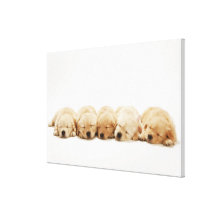 The puppies of the golden retriever stretched canvas print