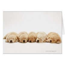The puppies of the golden retriever greeting card