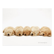 The puppies of the golden retriever post cards