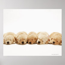 The puppies of the golden retriever posters