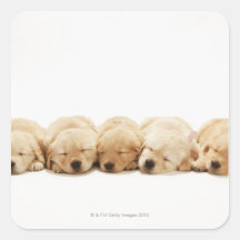 The puppies of the golden retriever square stickers