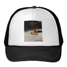The Queen Trucker Hats
