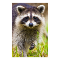 The raccoon, Procyon lotor, is a widespread, 3
