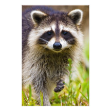 The raccoon, Procyon lotor, is a widespread, 3 Photo Art