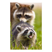 The raccoon, Procyon lotor, is a widespread,