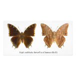 The Rajah and Pasha Butterflies Charaxes Kheili Personalized Photo Card