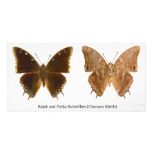 The Rajah and Pasha Butterflies Charaxes Kheili Photo