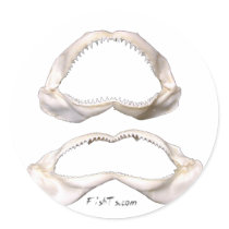 The Real Jaws-Sharks Teeth