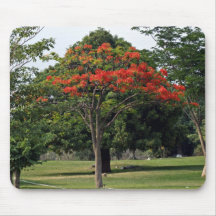 The red flowering tree in garden mousepad