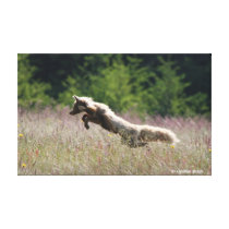 The Red Fox Hunts ~ San Juan Island, WA canvas prints