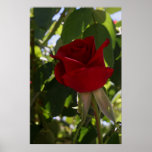 The Red Rose Poster
