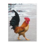 The Rooster Crossed The Road Post Cards