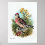 "The Rose Linnet" Poster