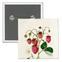 The Roseberry Strawberry, engraved by Watte buttons