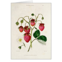 The Roseberry Strawberry, engraved by Watte cards