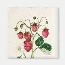 The Roseberry Strawberry, engraved by Watte Fridge Magnets