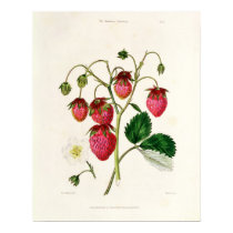 The Roseberry Strawberry, engraved by Watte posters