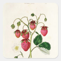 The Roseberry Strawberry, engraved by Watte Sticker