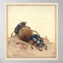 THE SACRED BEETLE - Insect Book Illustration Posters