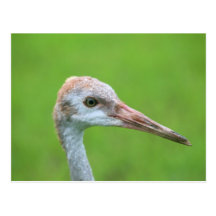 The Sandhill Crane Teen Postcard