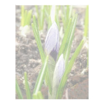 The Season's First Crocuses Letterhead