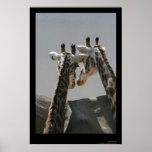 The Secrets of Giraffes posters