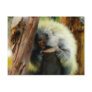'The Shy Porcupine' post card