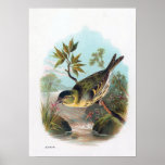 "The Siskin" Poster