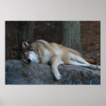 The Sleeping Wolf