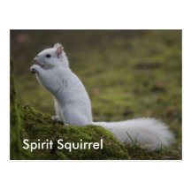 The Spirit Squirrels of the West Postcards