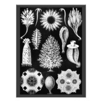 The Sponge of the Sea - Naturalist Image 1904 Photo