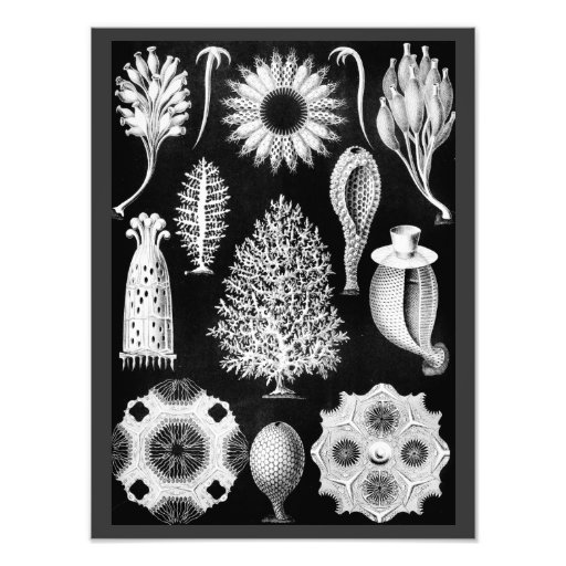 The Sponge of the Sea - Naturalist Image 1904 Photo