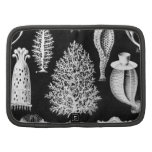 The Sponge of the Sea - Naturalist Image 1904 Planners