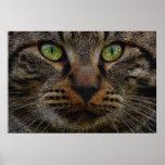 The Stare Poster