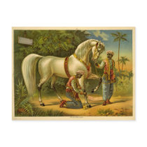 The Sultan's steed 2012 calendar Postcard