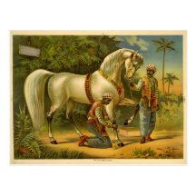 The Sultan's steed 2012 calendar Postcard