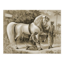 The Sultan's steed 2012 calendar Postcard