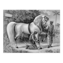 The Sultan's steed 2012 calendar Postcard