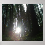 The sun in the forest posters