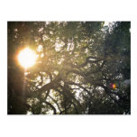 The sun is shining postcard