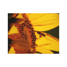 The Sunflower and the bee Canvas Prints
