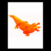THE SUNNY GATOR postcards