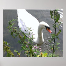 THE SWAN LAKE POSTERS